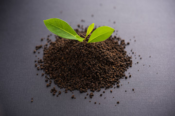 Black Tea Powder or dry dust with or without green leaf and served hot chai in a cup