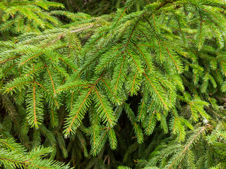 Christmas tree branches closeup background texture
