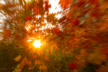 Sun's rays shine through the autumn foliage. Blurred Background