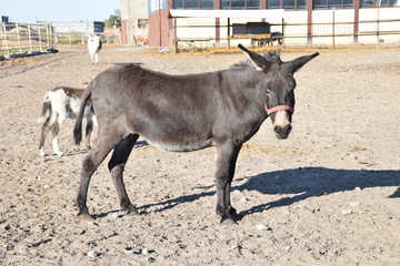an adult donkey in the yard...