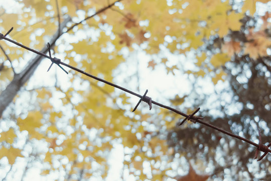 Old rusty barbed wire in the forest close up