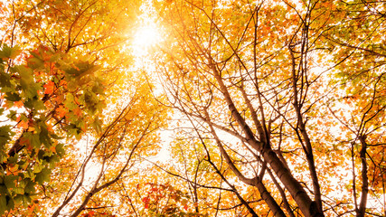 Beautiful autumn landscape. The sun shines through the leaves of yellow maple