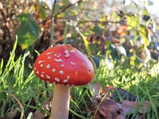 Close-up of Amanita muscaria fly agaric mushroom
