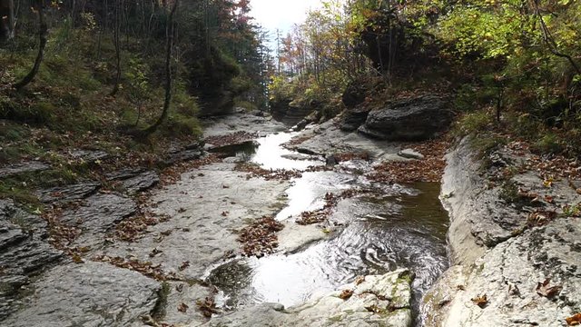 Wasserlauf durch den herbstlichen Wald