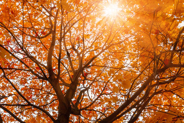 Beautiful autumn landscape. The sun shines through the leaves of orange maple