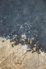 Bunch of tadpoles in water