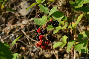 red and black  blackberries