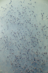 Tadpoles texture in water