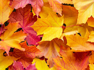 Naklejka na ściany i meble Colorful maple leaves, background, texture