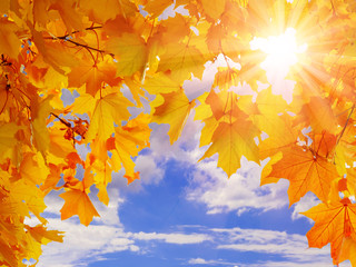 Naklejka na ściany i meble Colorful autumn leaves against the blue sky, sun and clouds. Place for text, background.