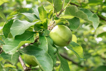 Green apple in the summer