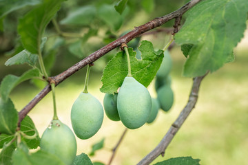Crude green plums