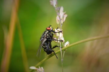 Fliege auf Grashalm