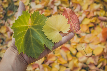 autumn leaves in hand