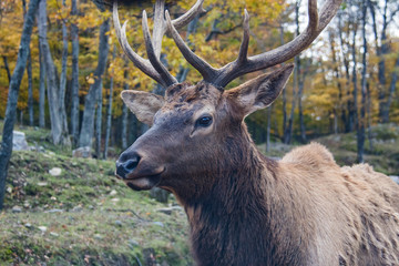 closeup elk antlers
