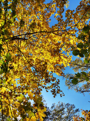 Autumn forest. Beautiful autumn leaves against a blue sky,
