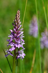 Fuchs' Knabenkraut, geschützte Orchidee