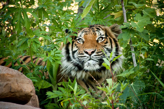 This Malayan Tiger peers through the branches as it stalks another tiger in a local zoo exhibit. The attention to detail in keeping this exhibit 'wild' and accessible made for this great image.