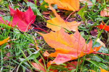 Yellow, orange, red leaves of maple on a green lawn, autumn landscape