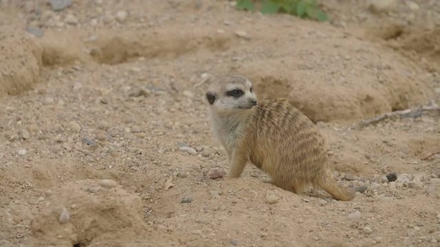 Meerkat (Suricata suricatta) digging in the sand, side view. Suricata standing on a guard. Curious meerkat. Meerkats dig a hole in the sand.
