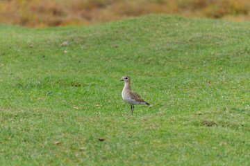 Golden plover (Pluvialis apricaria)