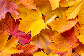Colorful maple leaves, autumn background, texture