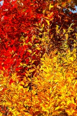 Red and yellow autumn branches