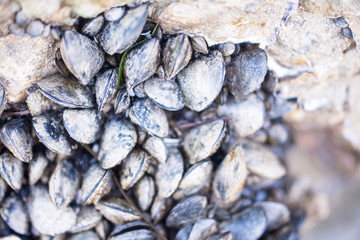 Muscheln in der Adria - Muschelriff