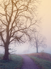 Mystical landscape with tree, road and fog.