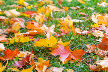 Yellow, orange, red leaves of maple on a green lawn, autumn landscape, background