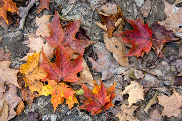 colorful and dry autumn maple leaves on the ground in dirt