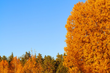 Autumn background - yellow-orange crowns of trees against a background of clean blue sky