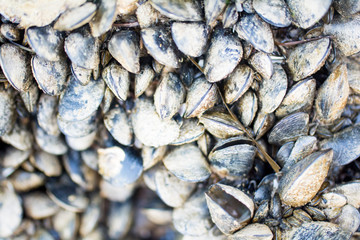 Muscheln in der Adria - Muschelriff