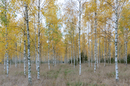 Fototapeta Autumn birch forest landscape