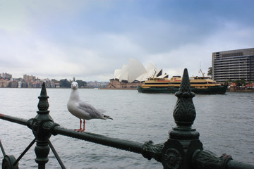 seagull in Sydney