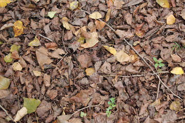 autumn leaves