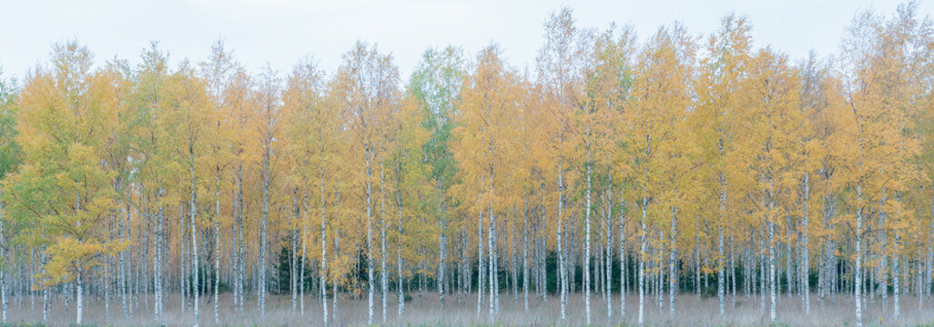 Fototapeta Autumn birch forest landscape