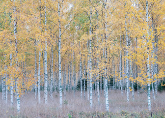 Autumn birch forest landscape