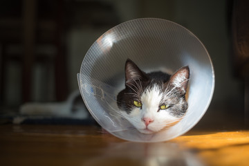 An injured cat is recovering from a visit to the veterinarian