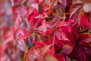 Bright red leaves of wild grapes. Bright paints of fall