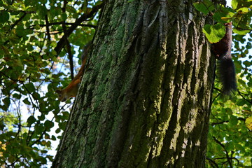 Obraz premium squirrels running around the trunk of a tree in the woods and play for each other at summer sunny day