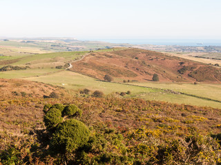 hardy monument tall building old special england dorset black down countryside nature landscape