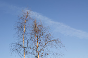 Birch on blue sky background