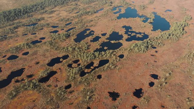 Aerial view of bog with many water ponds and pools in Pilka bog, Latvia