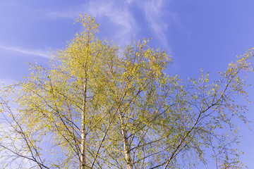 Birch on the background of the blue sky in spring