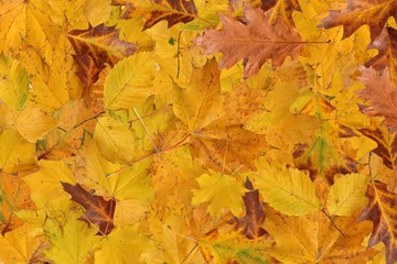 Naklejka na ściany i meble autumnal leaves
