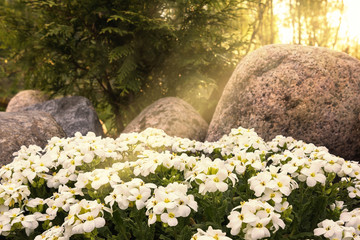 White flowers among the rocks in the sunset light