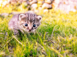 Cute little tabby kitten walking on the green grass