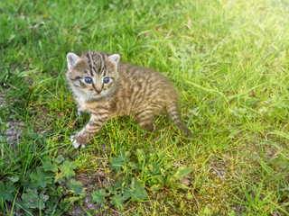Cute little tabby kitten walking on the green grass