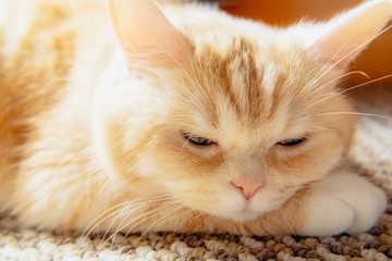 Cute cream tabby cat rests his head on paw, close up